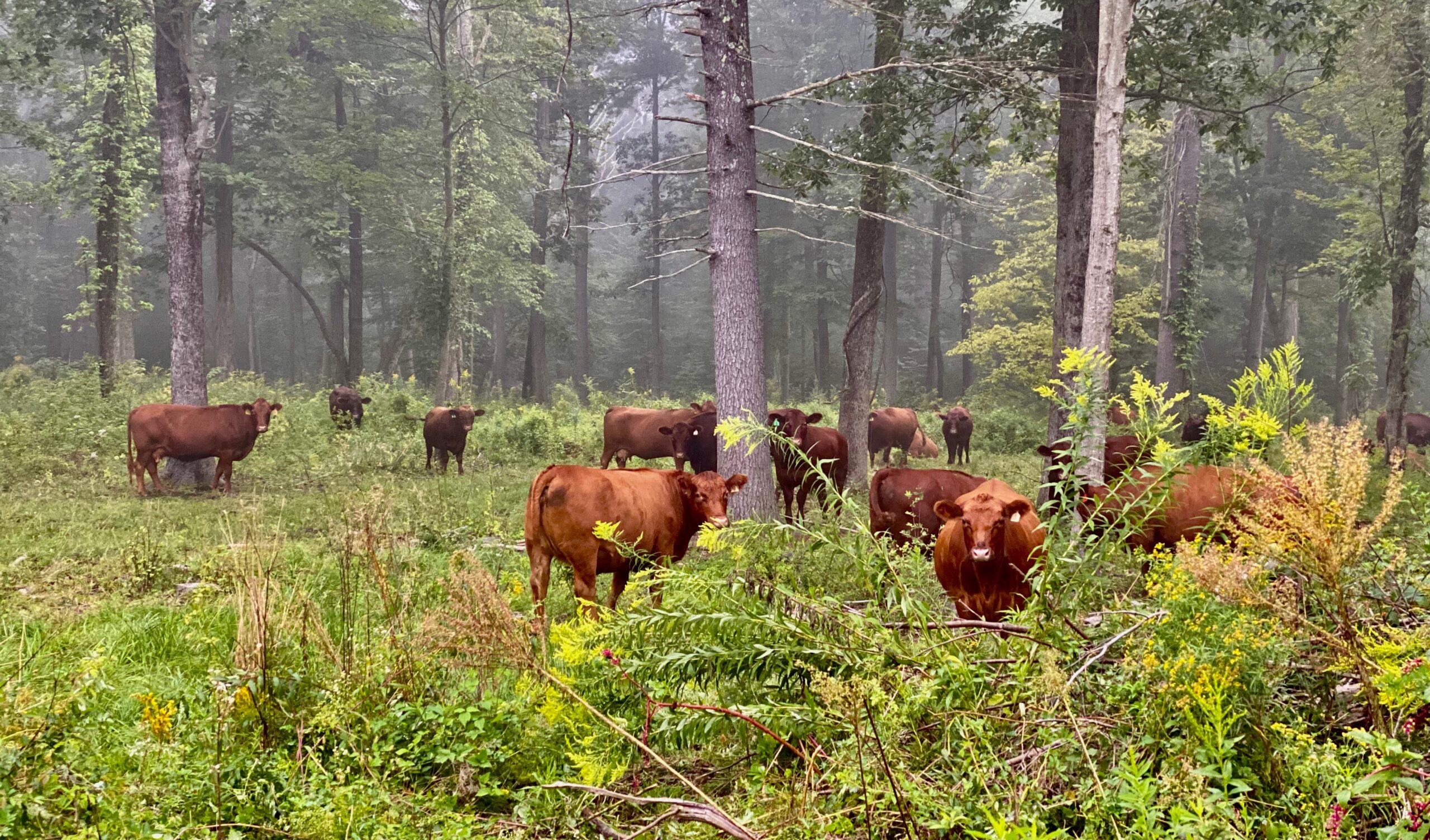 Cattle in forest